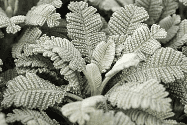 Des images de diff�rentes plantes